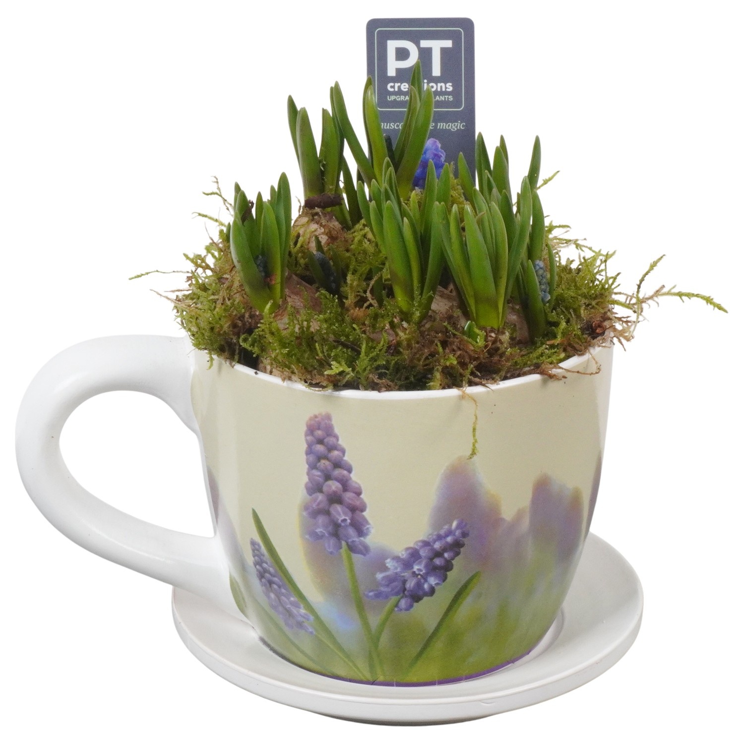 PTMB6313 Arrangement Muscari Blue in keramiek kop en schotel, D 14