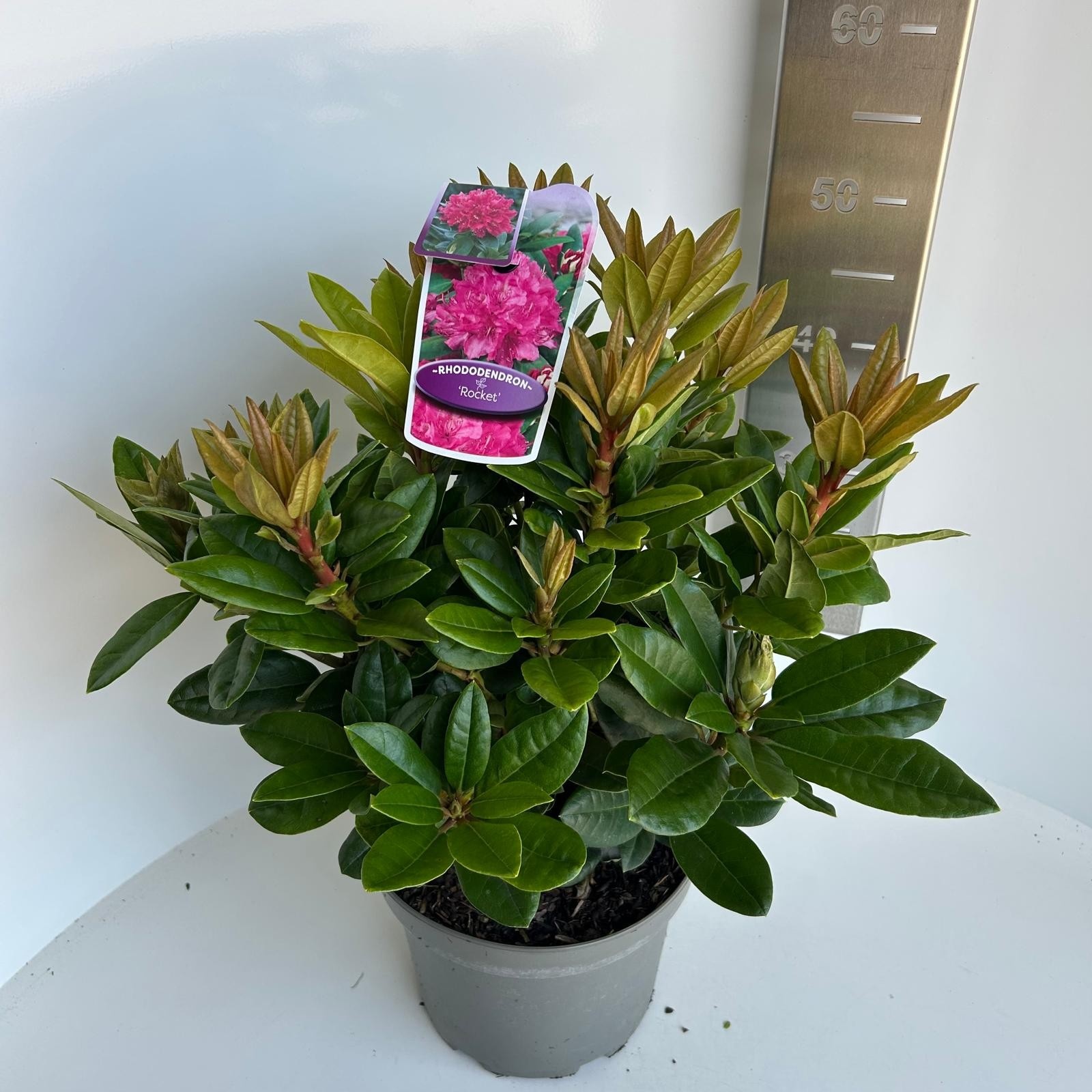 Rhododendron 'Rocket', D 23