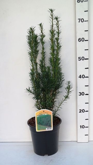 Taxus media 'Hicksii', D 19