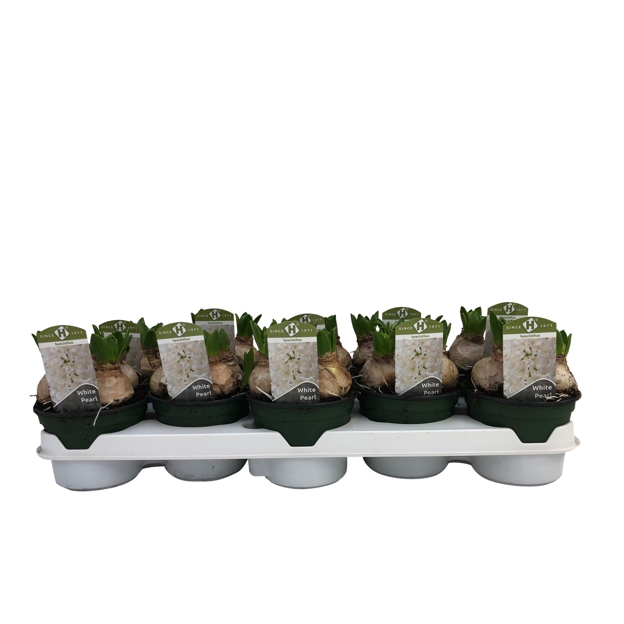 Hyacinthus orientalis 'White Pearl', D 12 cm