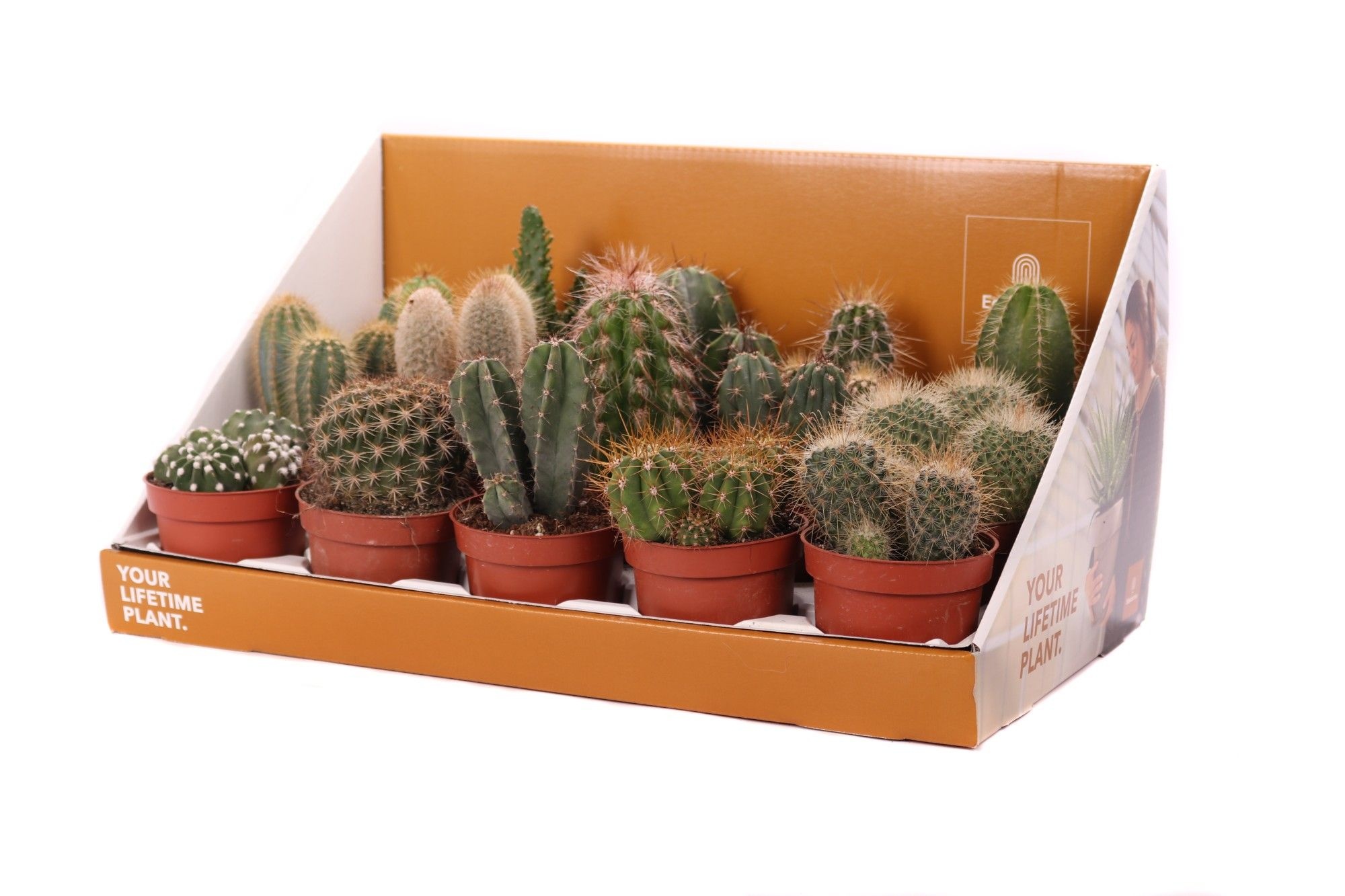 Cactus mix 10,5 cm in showdoos your lifetime plant, D 10,5