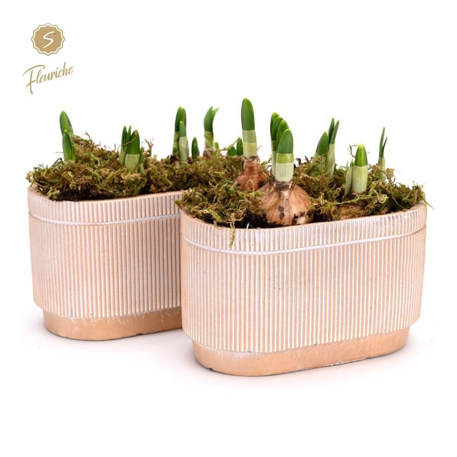 (2618) Narcissus Golden Pot [L] 2PP Mos, D 17 cm