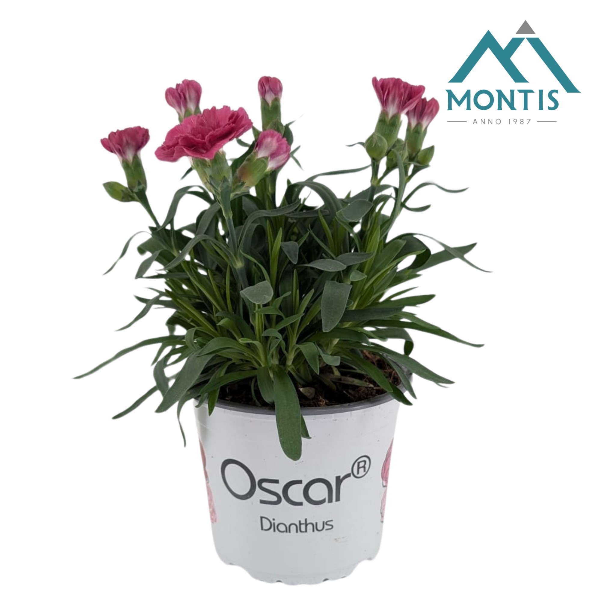 Dianthus Oscar 'Purple Wings', D 13