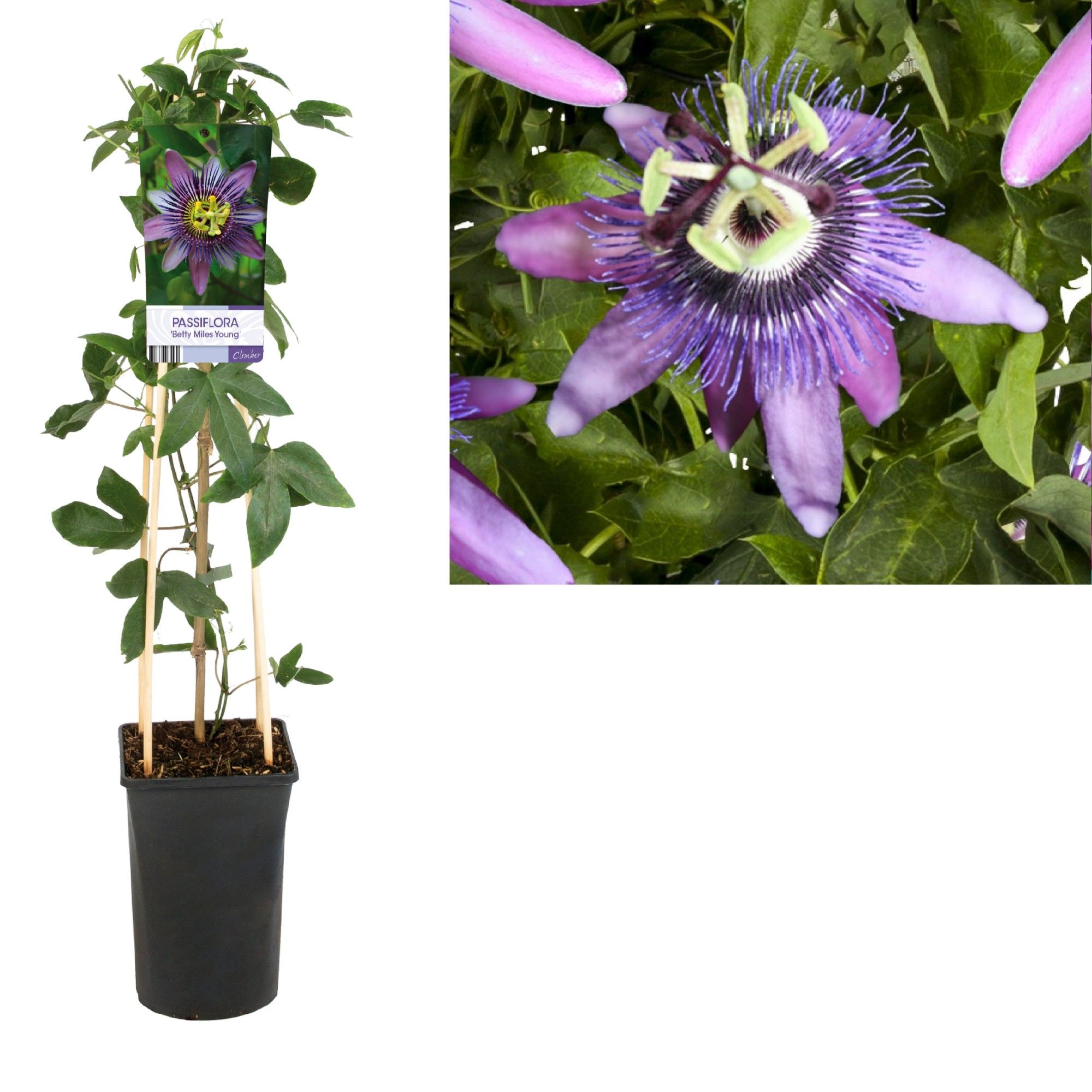 Passiflora 'Betty Miles Young' +light label, D 17