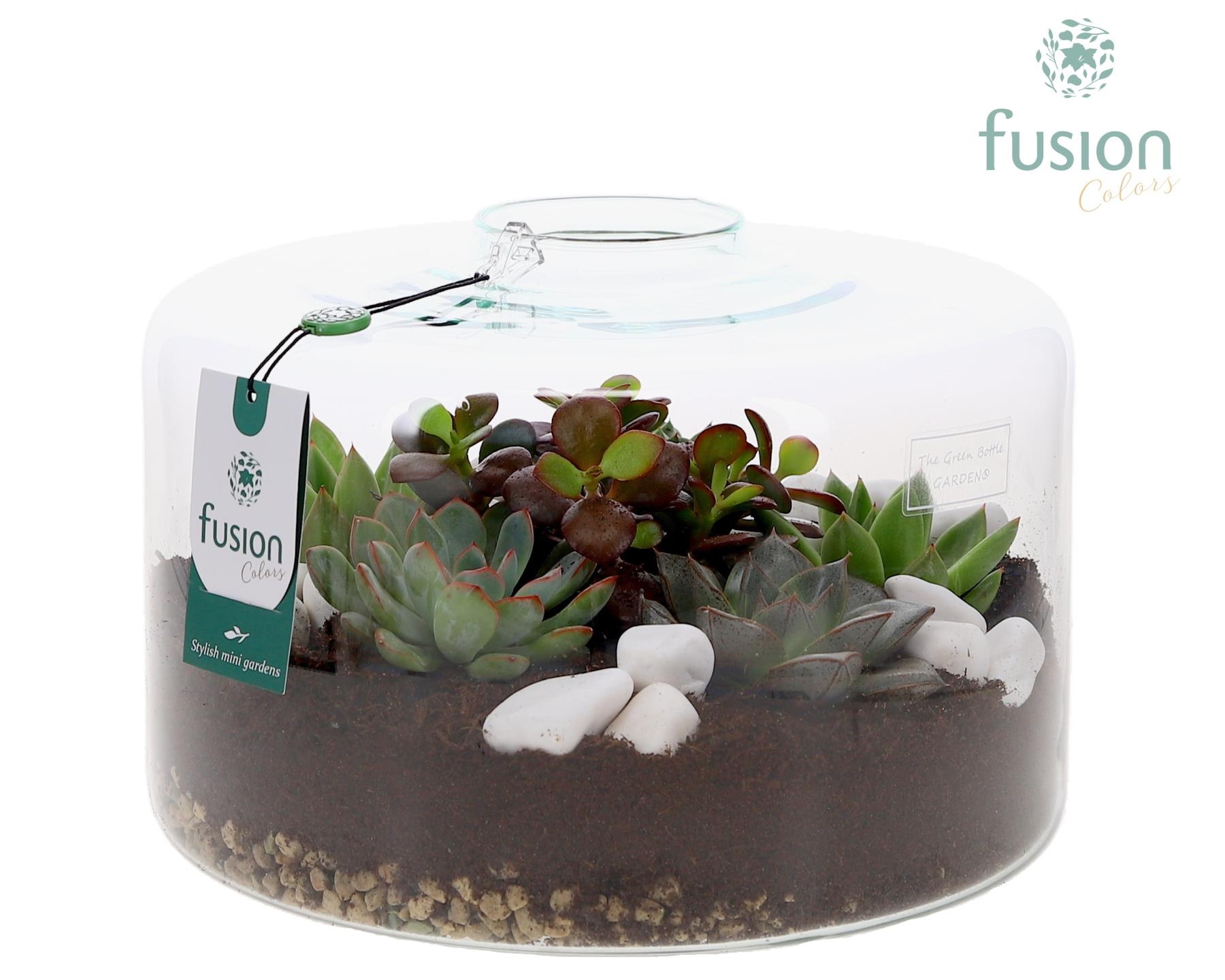 Green Bottle Kyra XLarge met Succulenten, D 27 cm