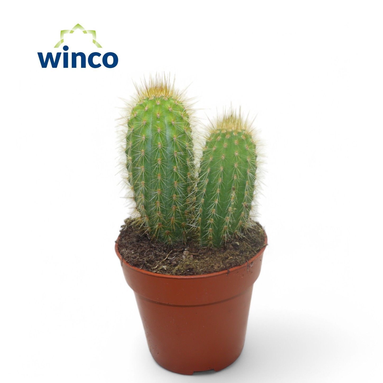 Pilosocereus Chrysotele, D 8,5 cm