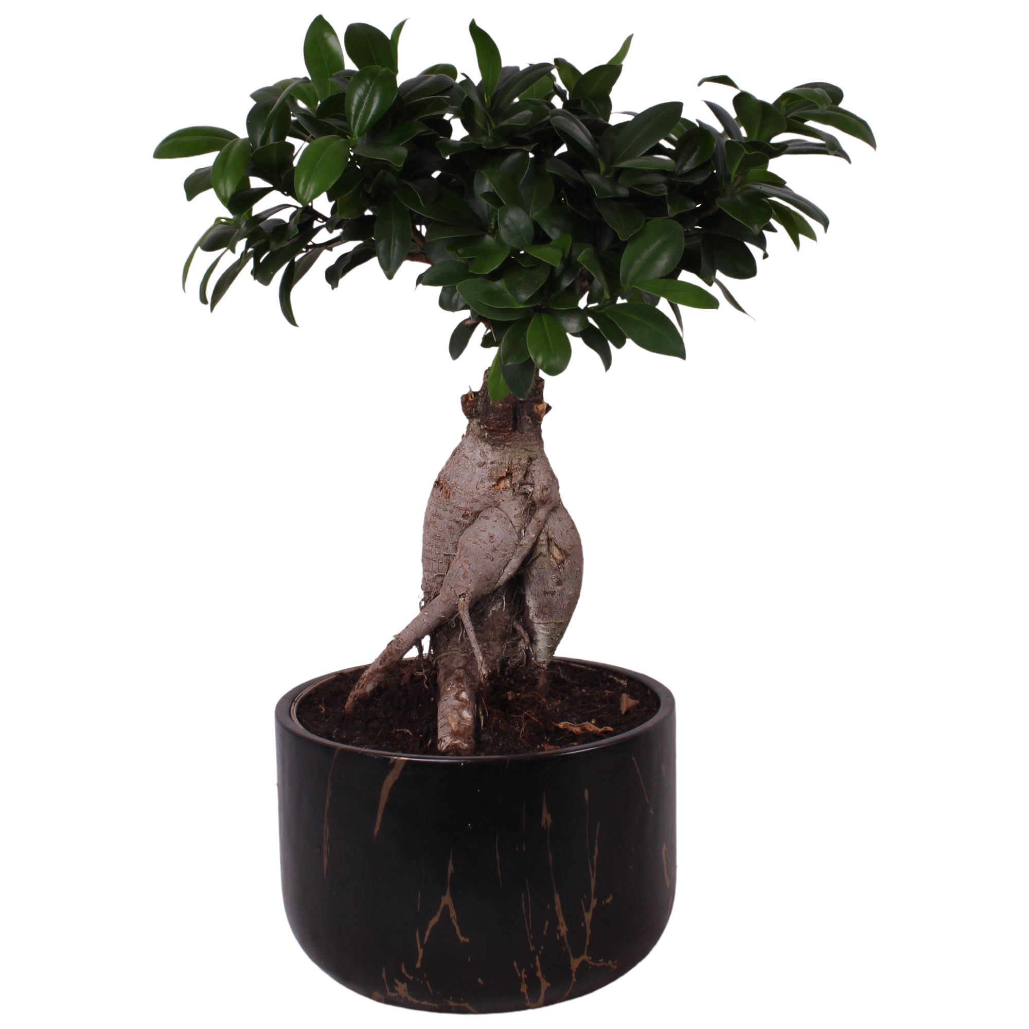 Ficus m. Ginseng Ball Shape Ø20cm in Ø22cm Ceramic PL469, D 22
