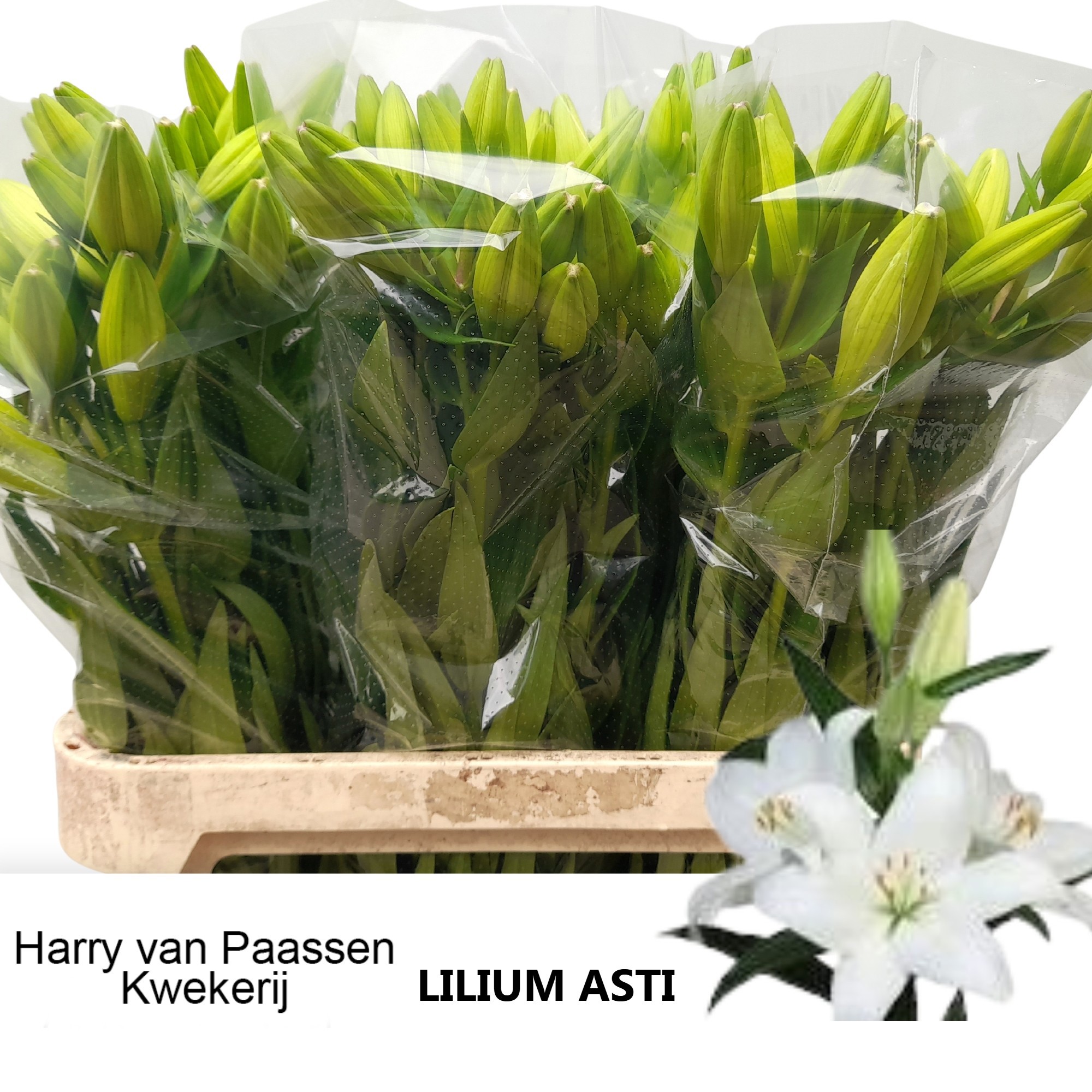 Лилия Асти 90, шт.