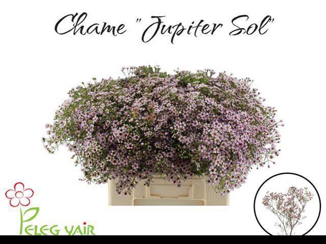 Шамелациум Юпитер Солар 60, шт.