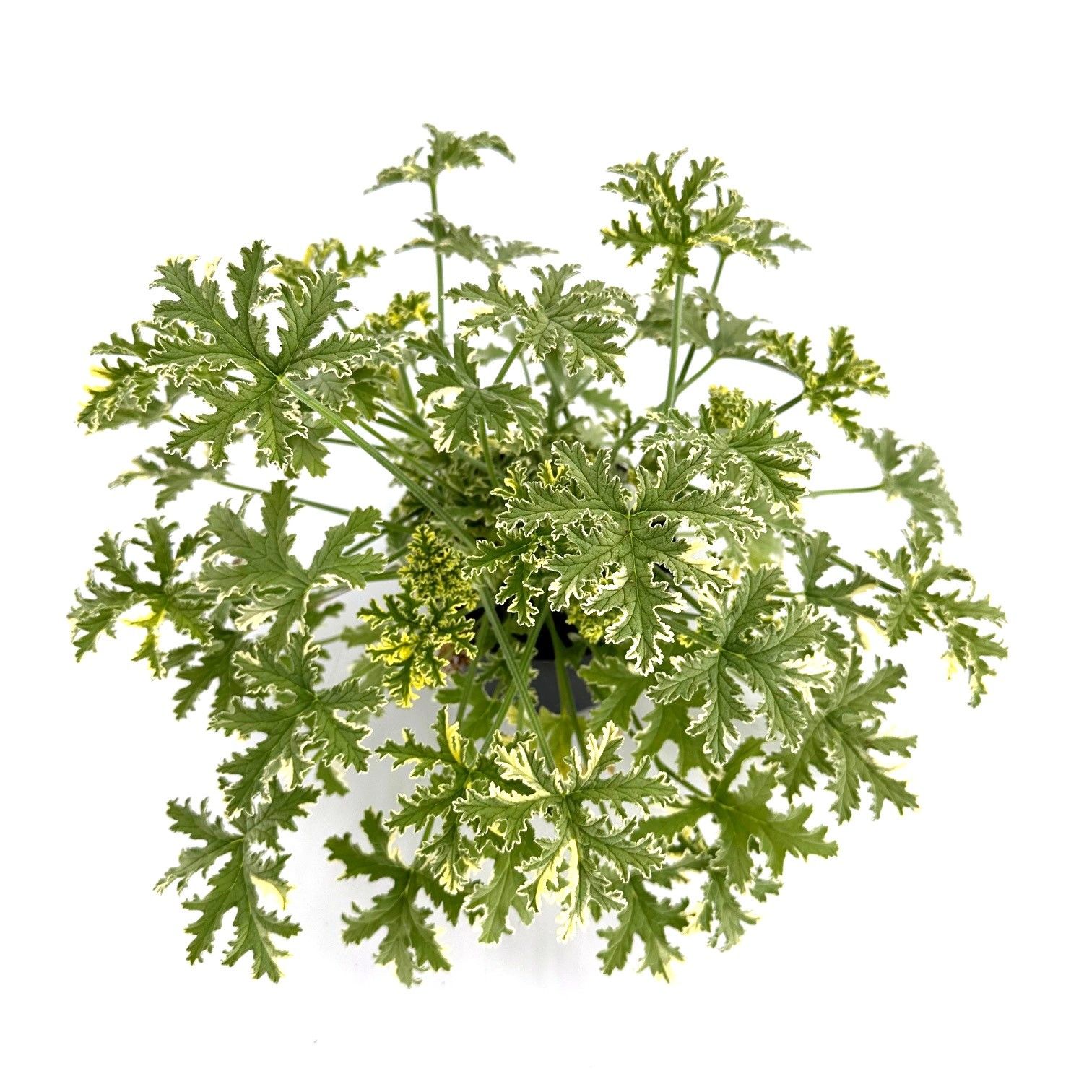 Pel. Grav. "Lady Plymouth" (Sweet scent Geranium), D 12 cm