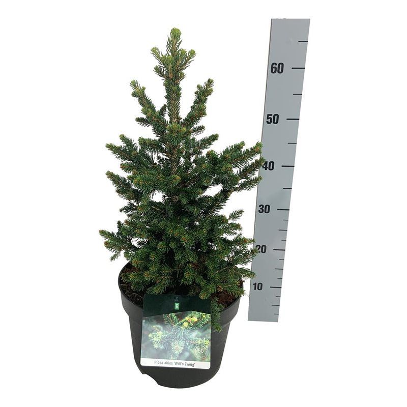 Picea abies 'Will's Zwerg', D 26