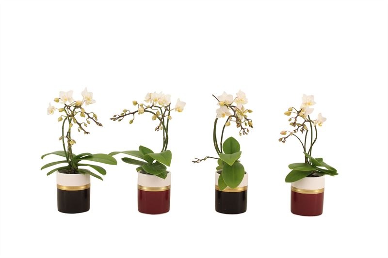 Dolomite p06 Horizon red/black mix Tiny Dolls wild Soft Cloud 3/4T18+ Aqu@, D 6