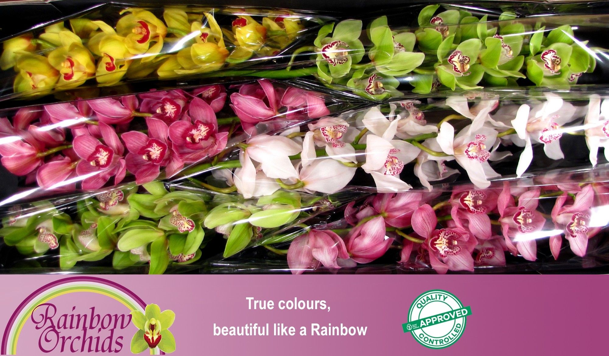 Цимбидиум Микс 80 x6, шт.