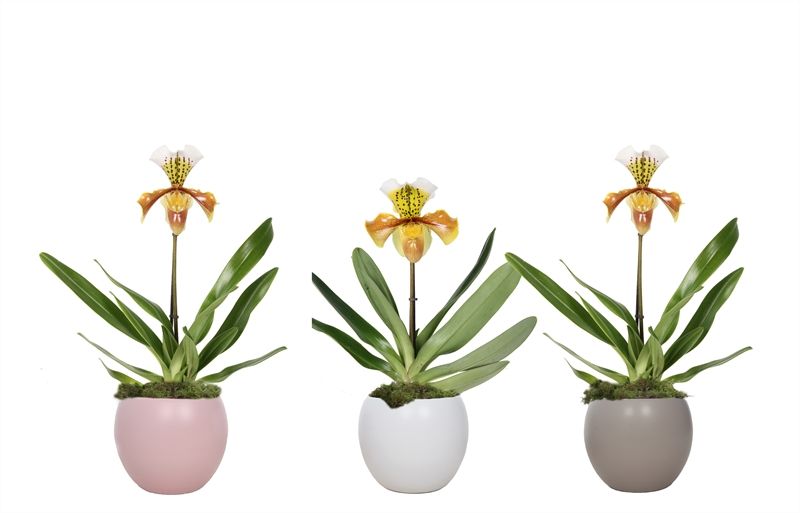 Lisa p12 bolpot mix Paphiopedilum USA Hybride 1bl, D 12 cm