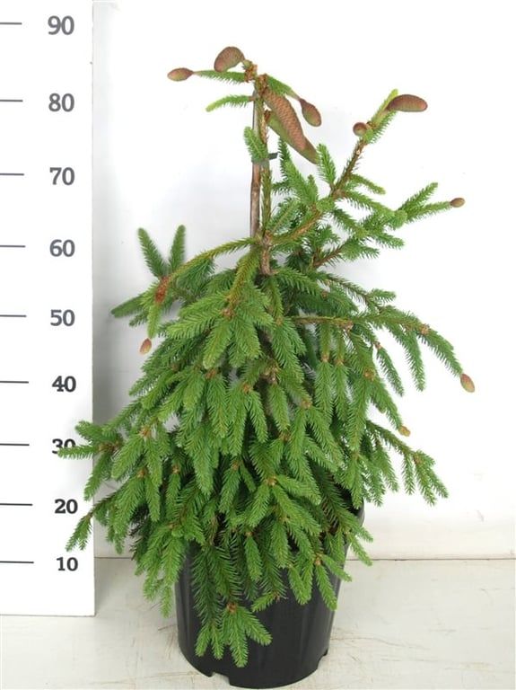 Picea a. 'Acrocona', D 32 cm Picea a. 'Acrocona', D 32 cm