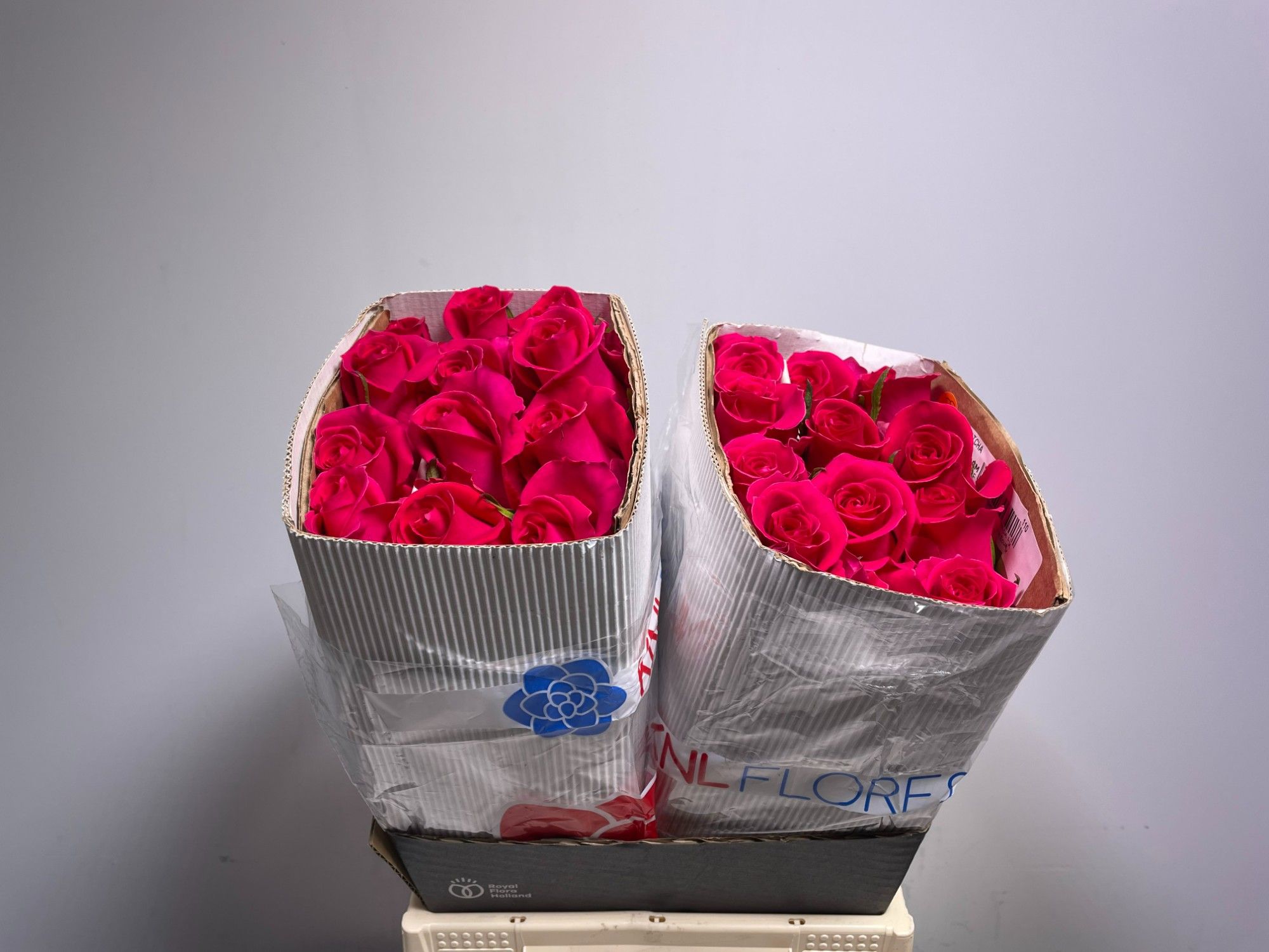 Роза од. KL Готча 40, шт.