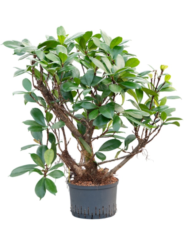 Ficus cyathistipula, D 28