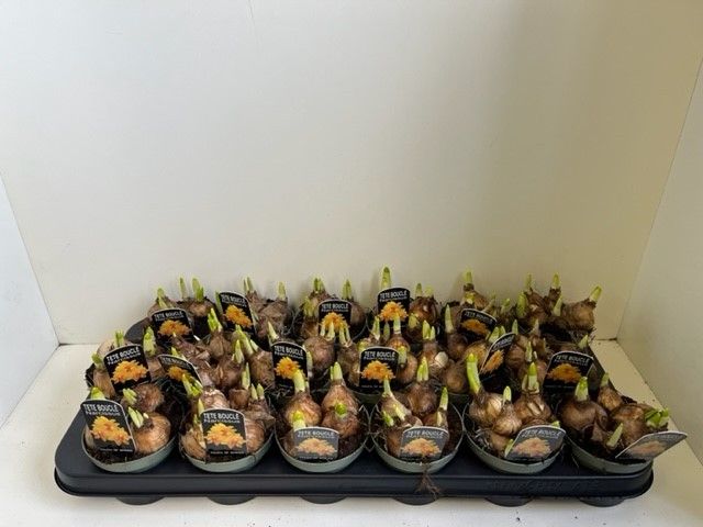 9 cm tete boucle, D 9