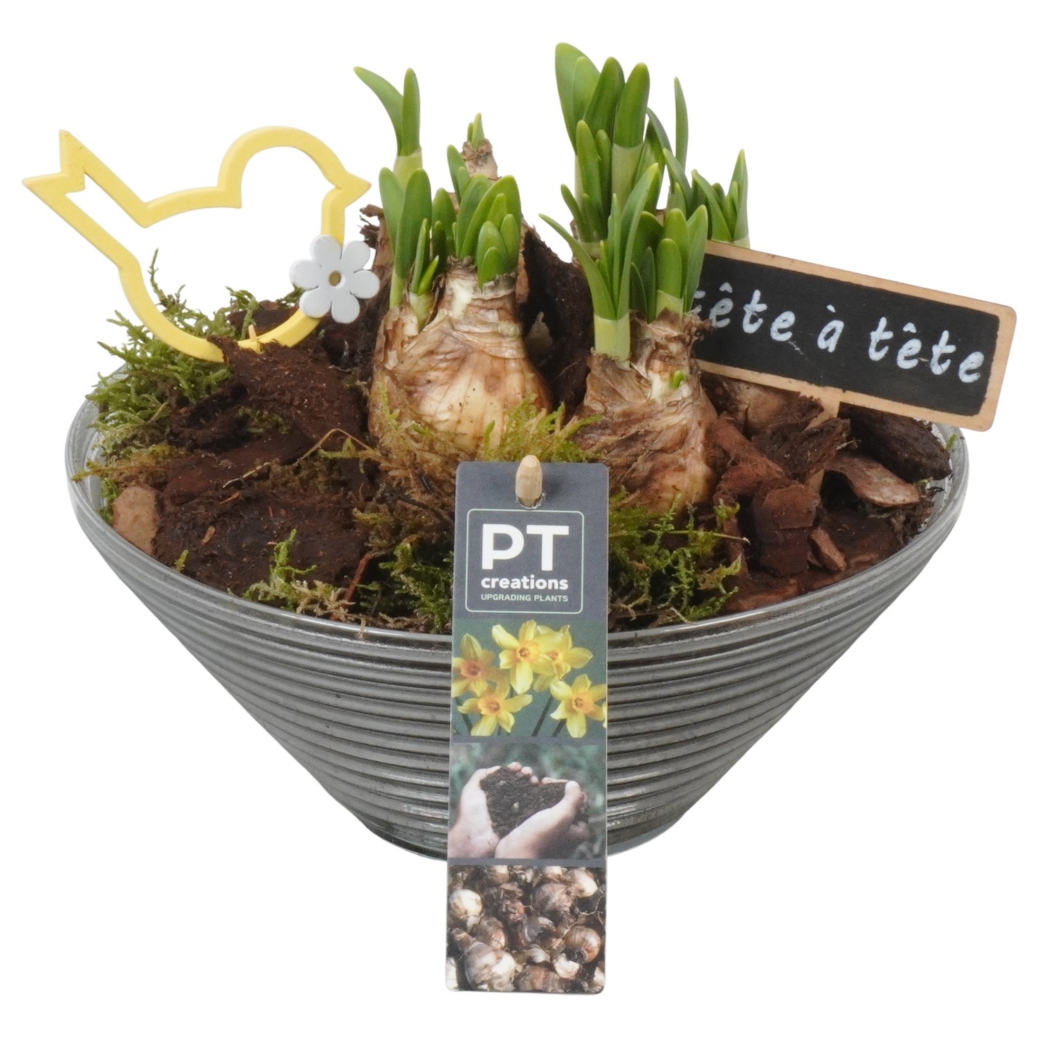 PTN8747 Arrangement Narcissus in glas schaal, D 19