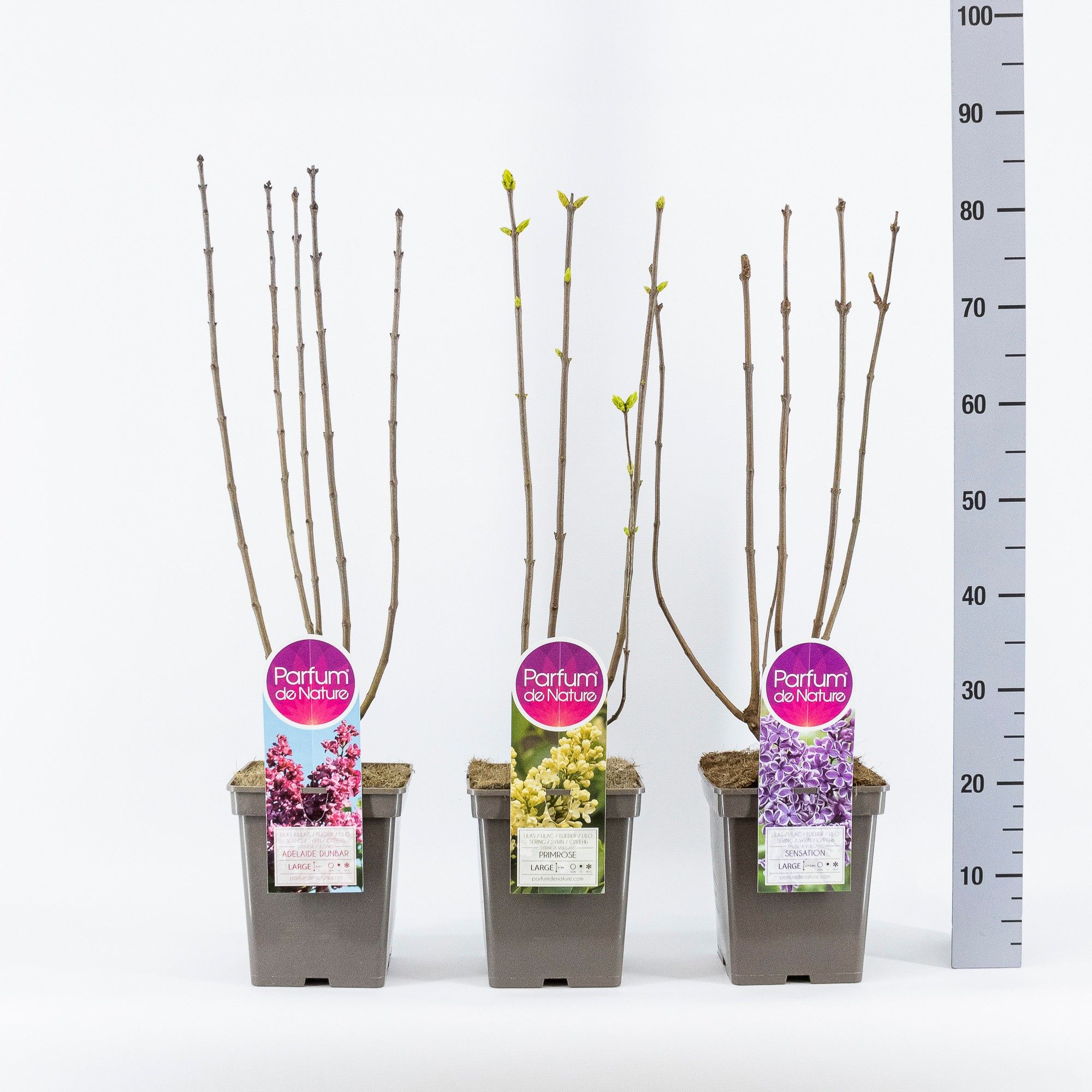 Syringa Vulgaris mix, C5, D 23