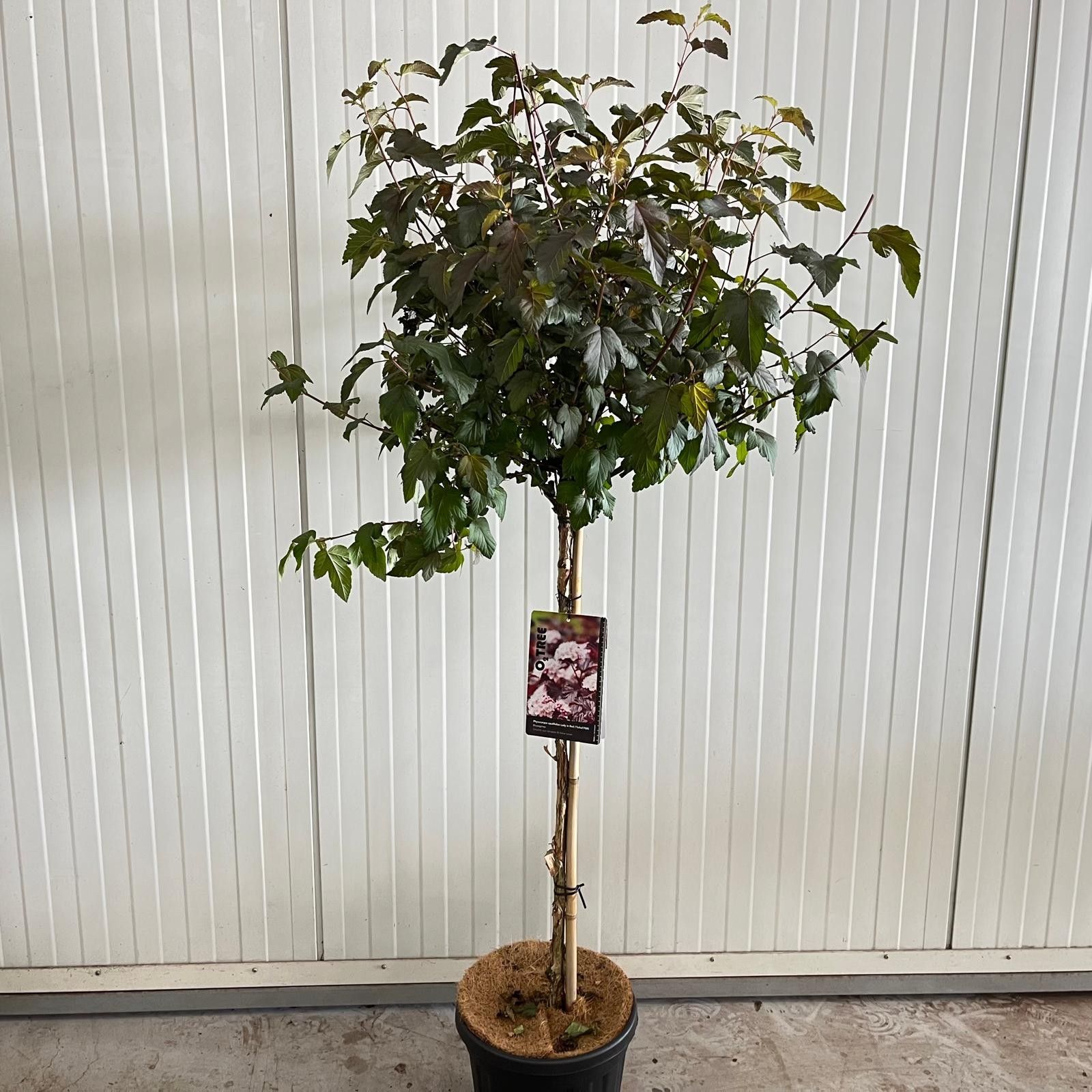 Physocarpus opulifolius Lady in Red ('Tuilad'PBR) -- stam 90 cm, D 29