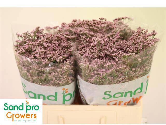 Лимониум Сафора Оши Пинк 50, шт.