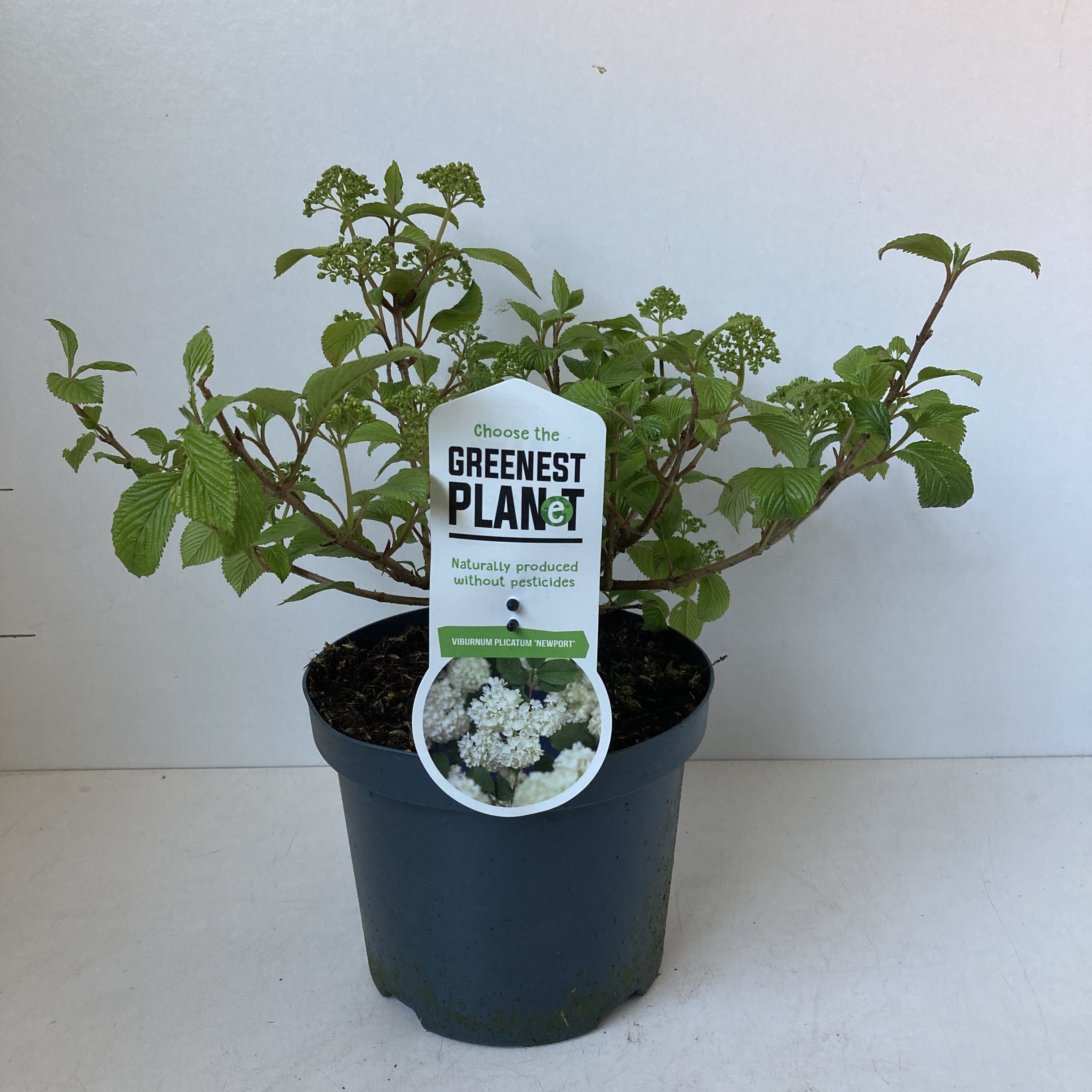 Viburnum plic. 'Newport', D 19 cm Viburnum plic. 'Newport', D 19 cm