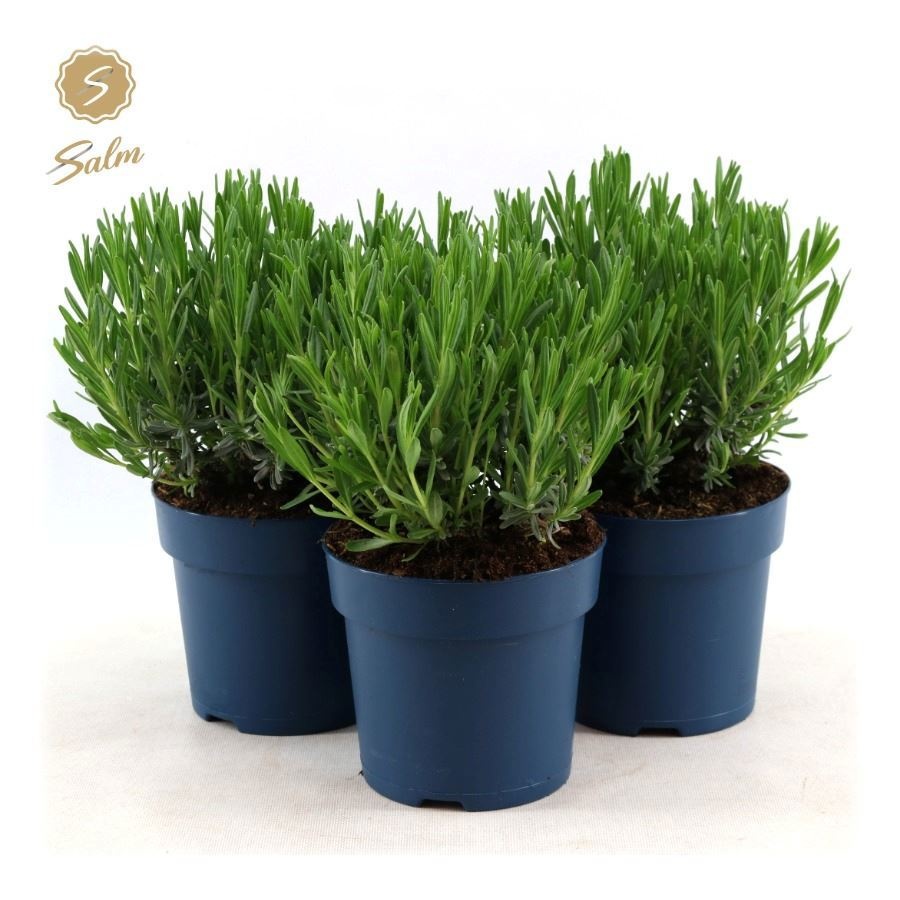 Lavandula ang. 'Felice'® Collection P15, D 15