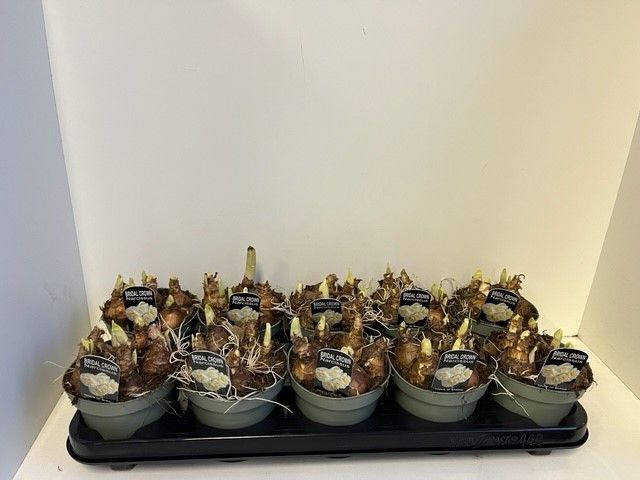 12 cm Narcis Bridal Crown, D 12