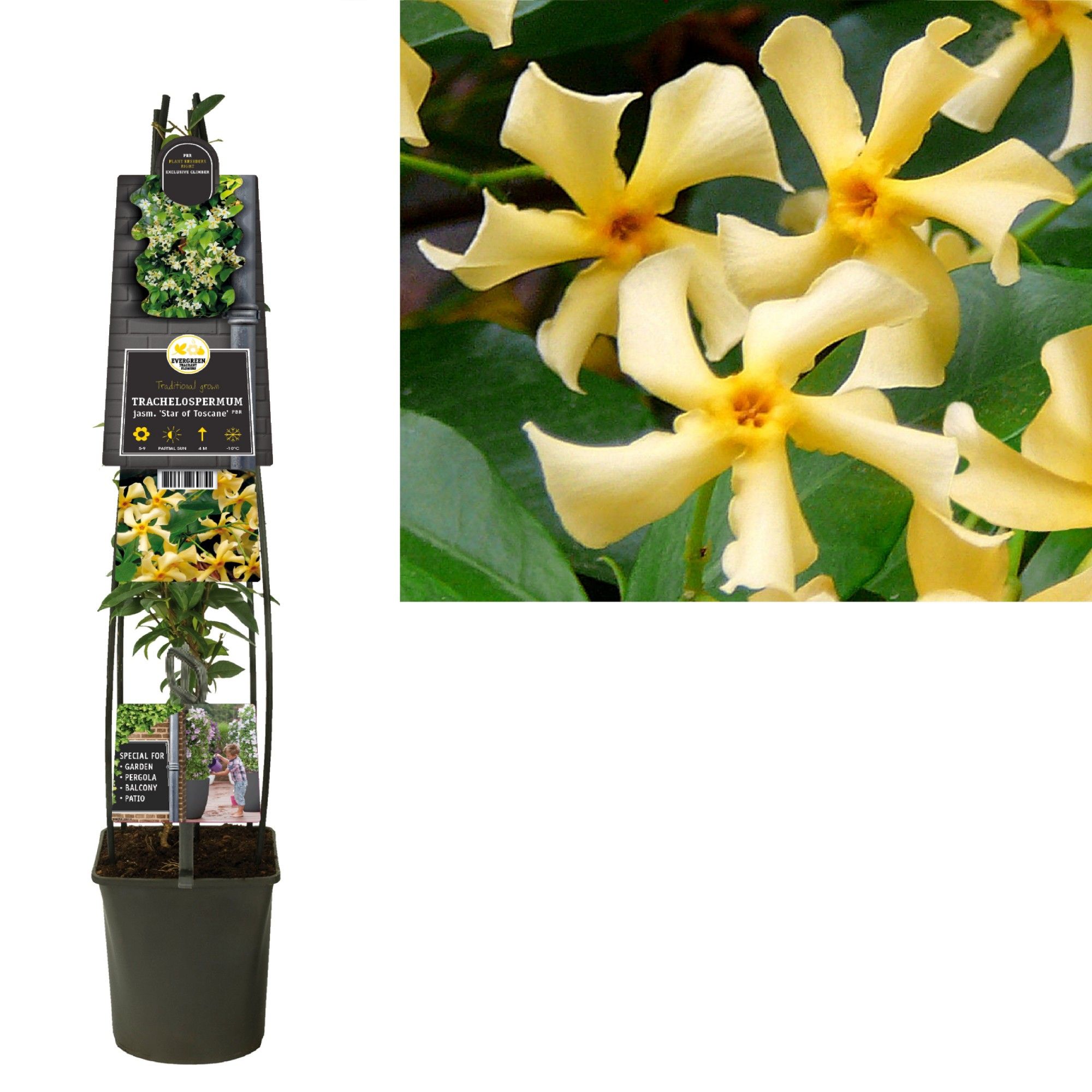 Trachelospermum jasm. 'Star of Toscane' PBR +3.0 label, D 23