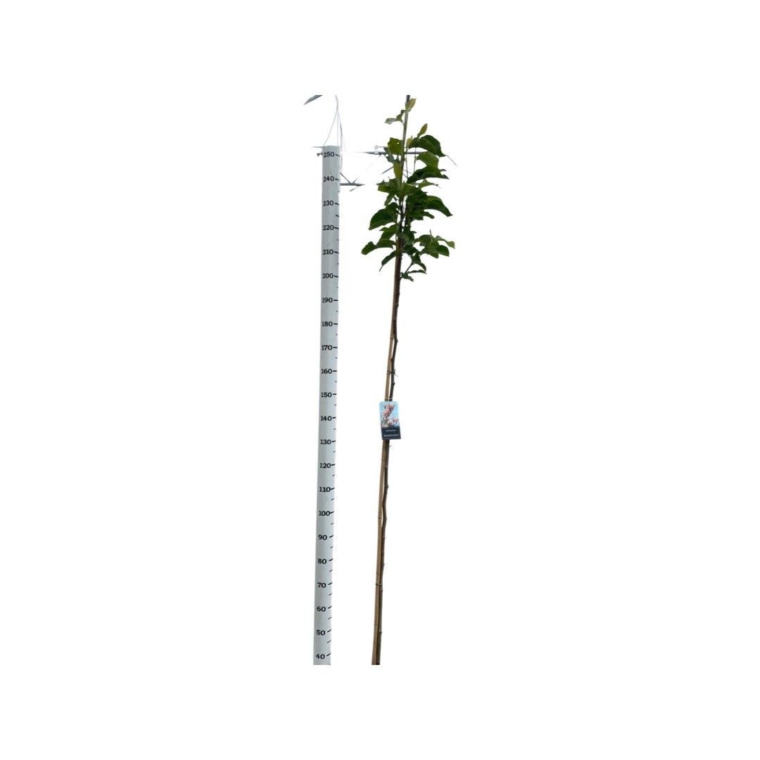 Magnolia 'Heaven Scent' Stam 180cm, D 38 cm Magnolia 'Heaven Scent' Stam 180cm, D 38 cm