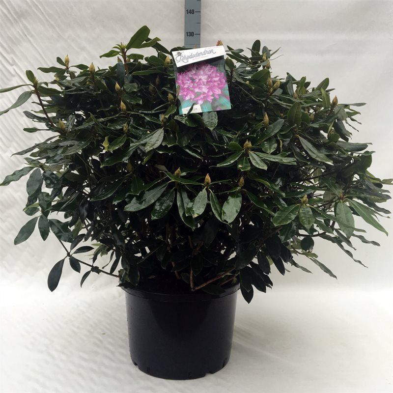 Rhodo. Hybride in mix soorten, D 47