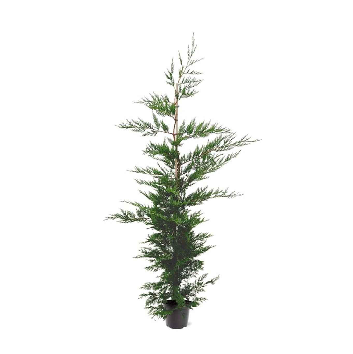 Cupressocyparis leylandii (zonder etiket), D 26 cm Cupressocyparis leylandii (zonder etiket), D 26 cm