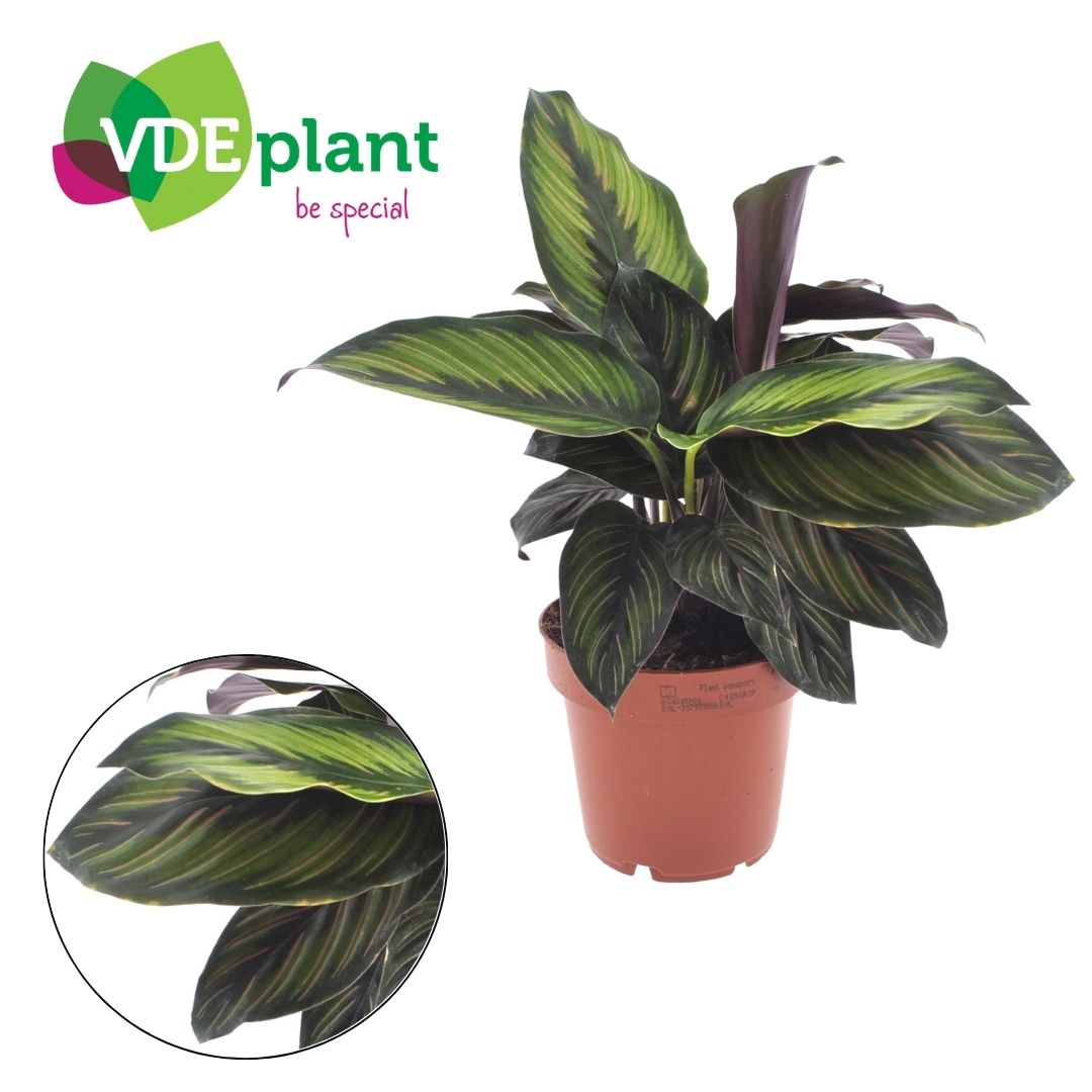 Calathea Beauty Star 12cm, D 12