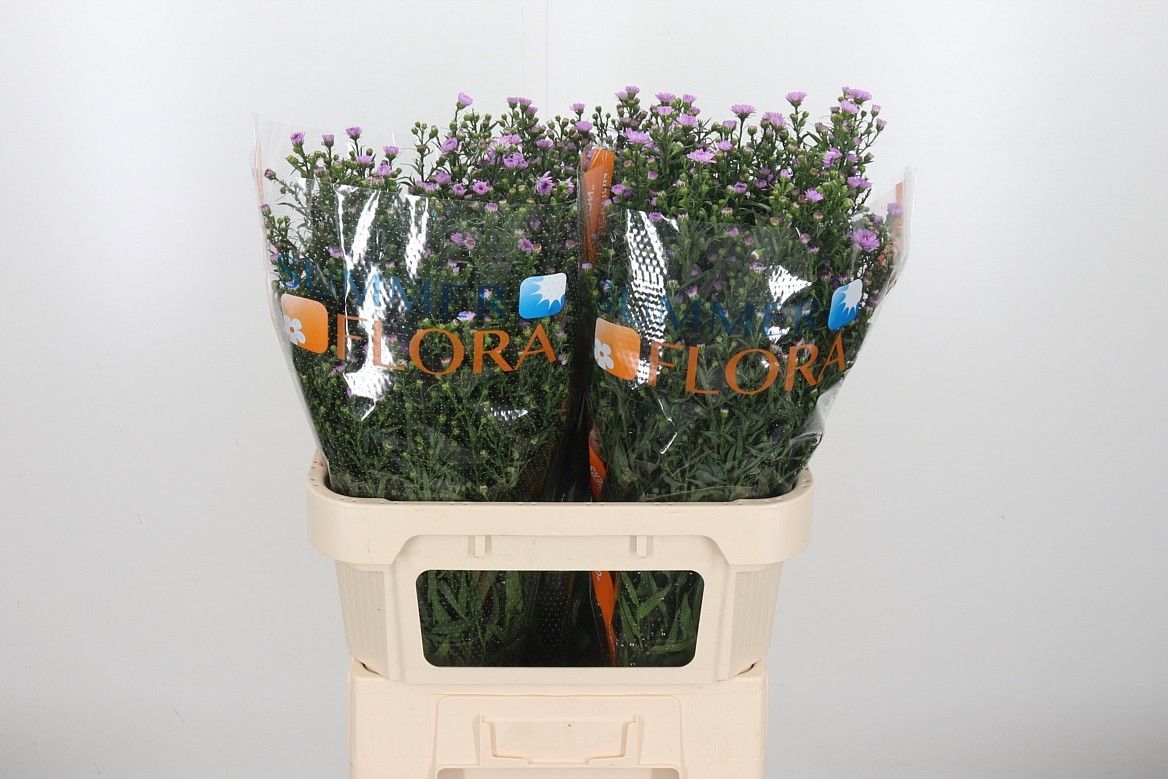 Астер Пейнтед Леди 80 (лаванд.), шт.