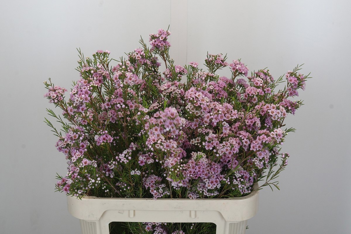 Шамелациум Жизель 80, шт.