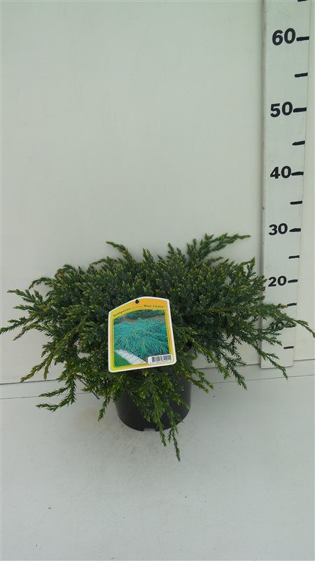 Juniperus squamata 'Blue Carpet', D 19