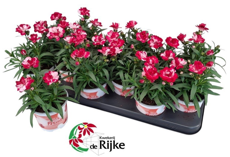 Dianthus Red & Proud, D 10
