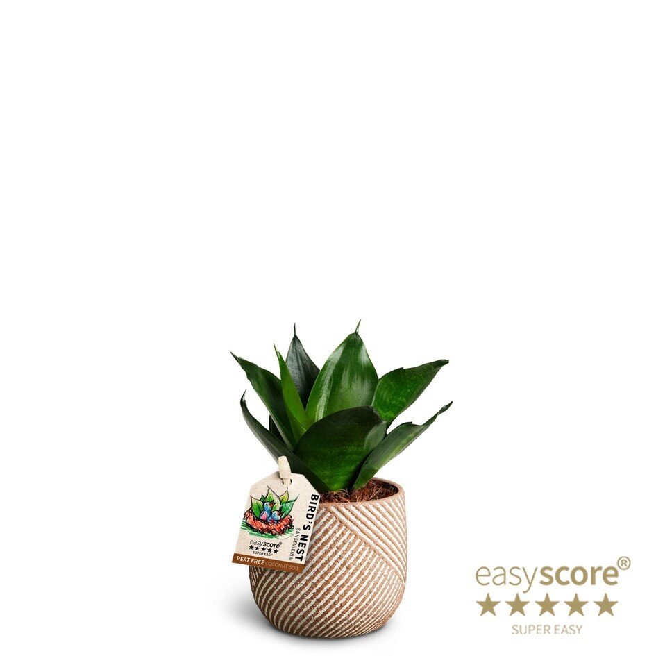 SANSEVIERIA TRIFASCIATA 40633042 Grove 'HAHNII', D 7