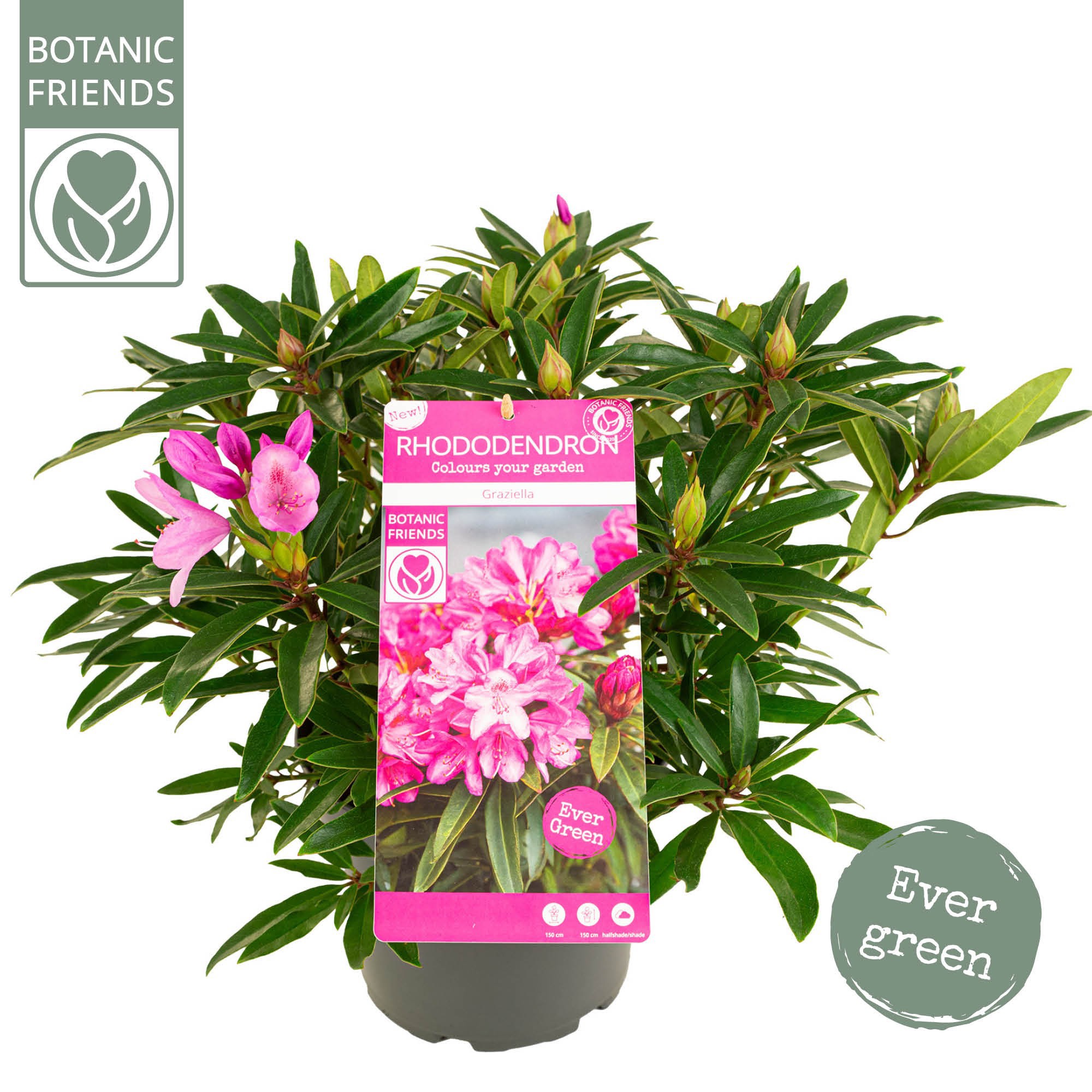 Rhododendron 'Graziella', D 23