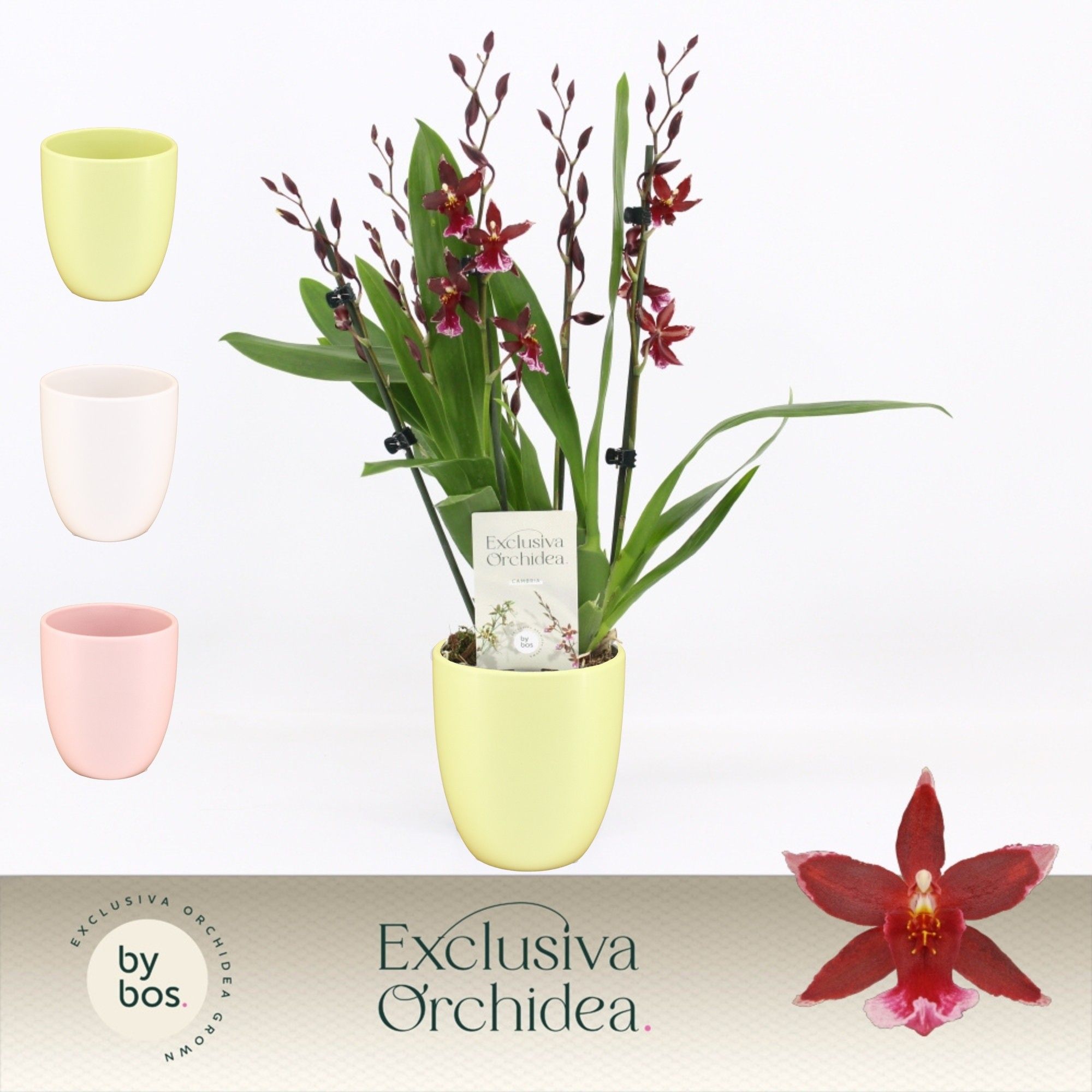 Barrocco Red, 5/6-spike in Lotte 'Exclusiva Orchidea', D 12