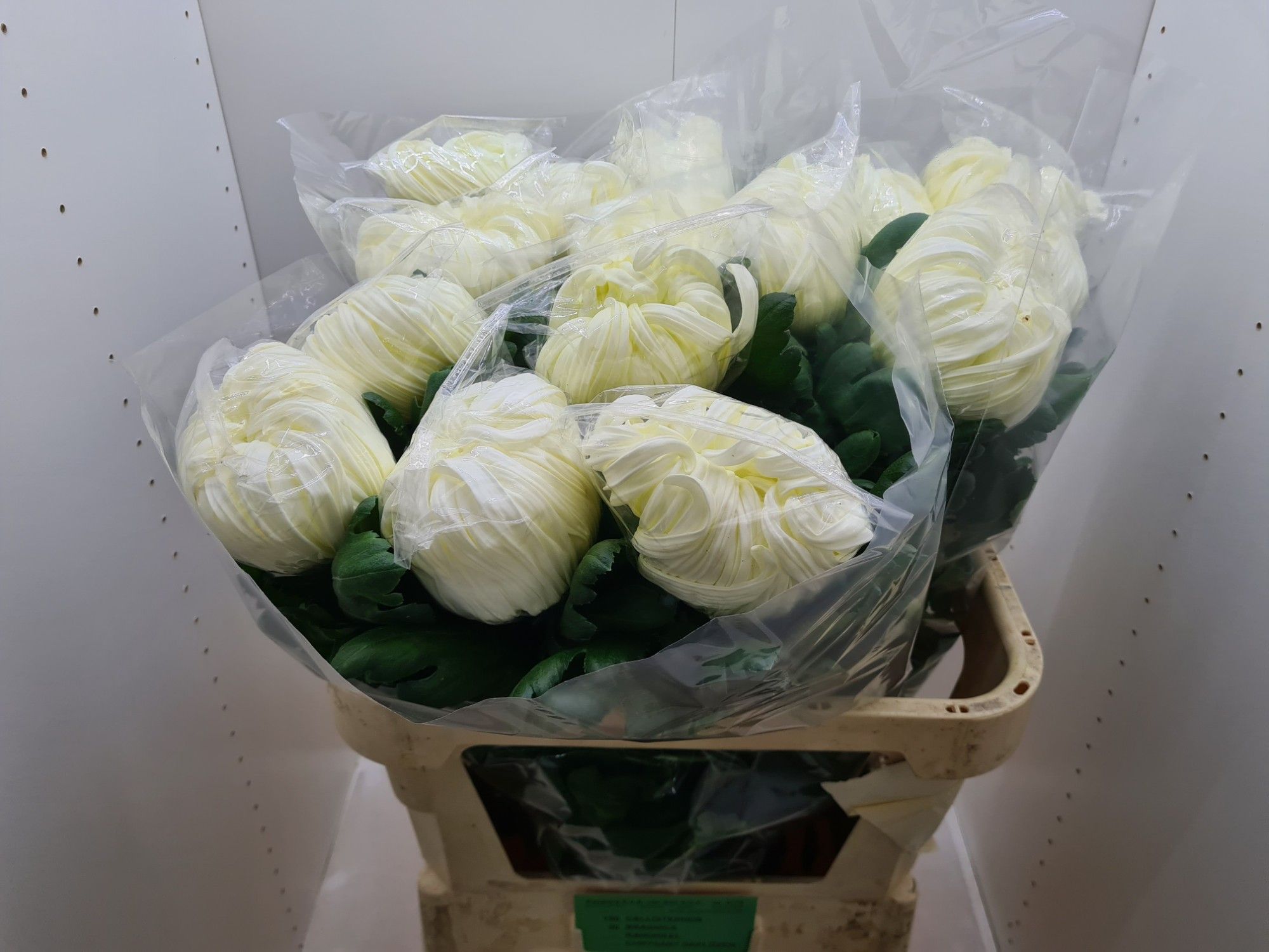 Хризантема од. Вена Вайт 80, шт.