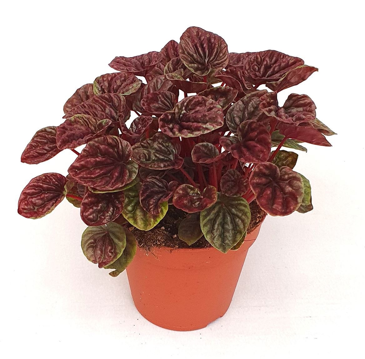 Peperomia caperata luna Red, D 15