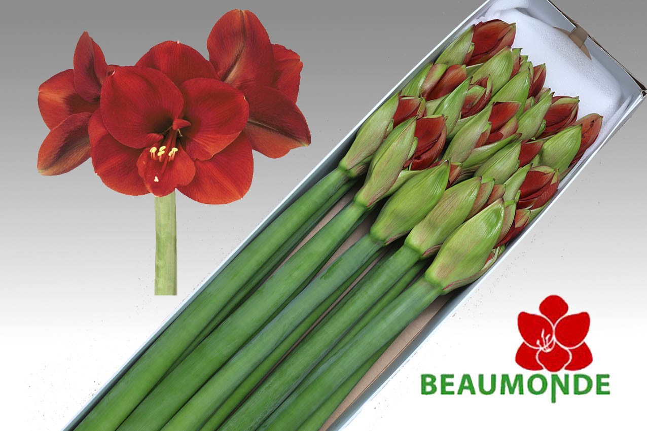 Амарилис Феррари (красн.) x15, шт.