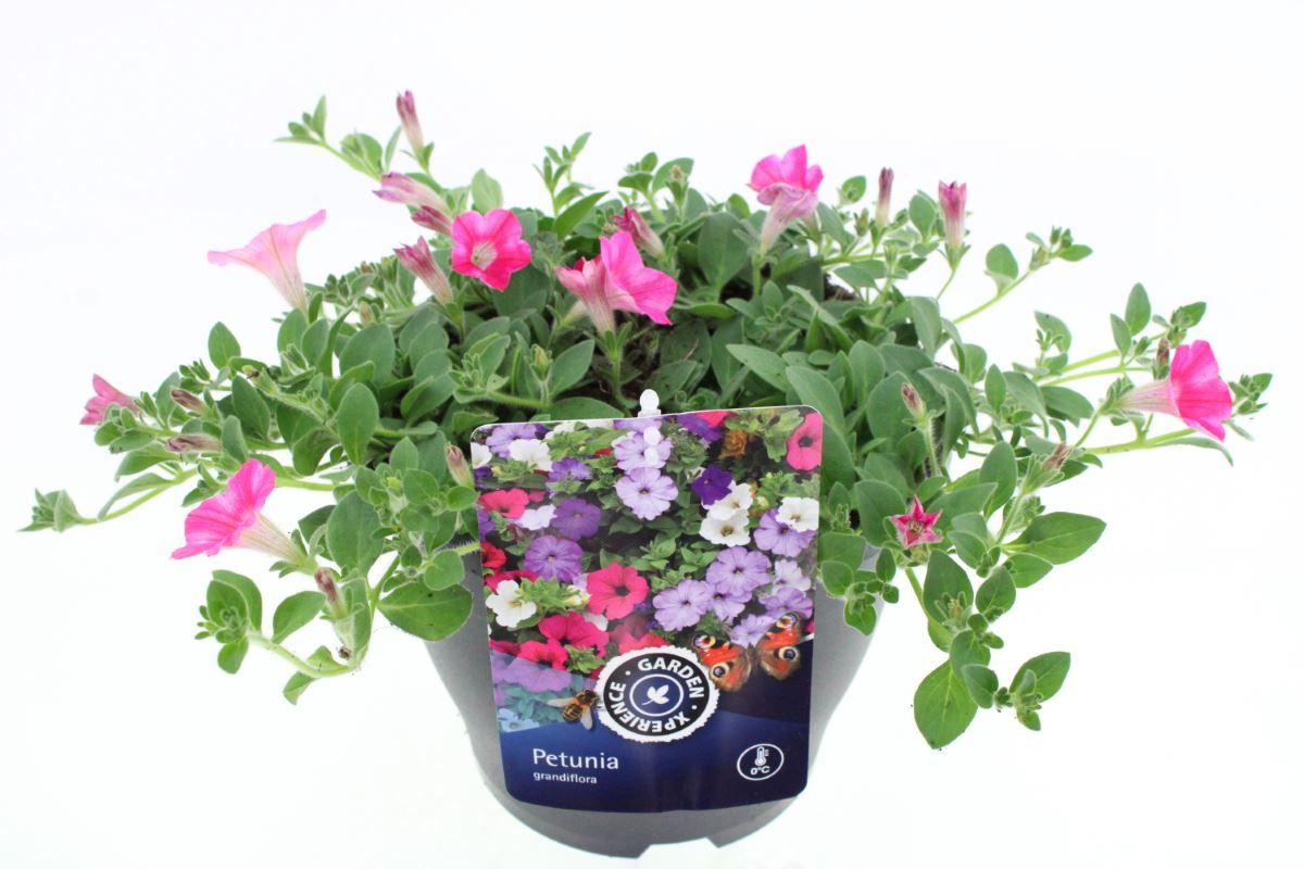 Petunia Viva Rose Morn, D 23