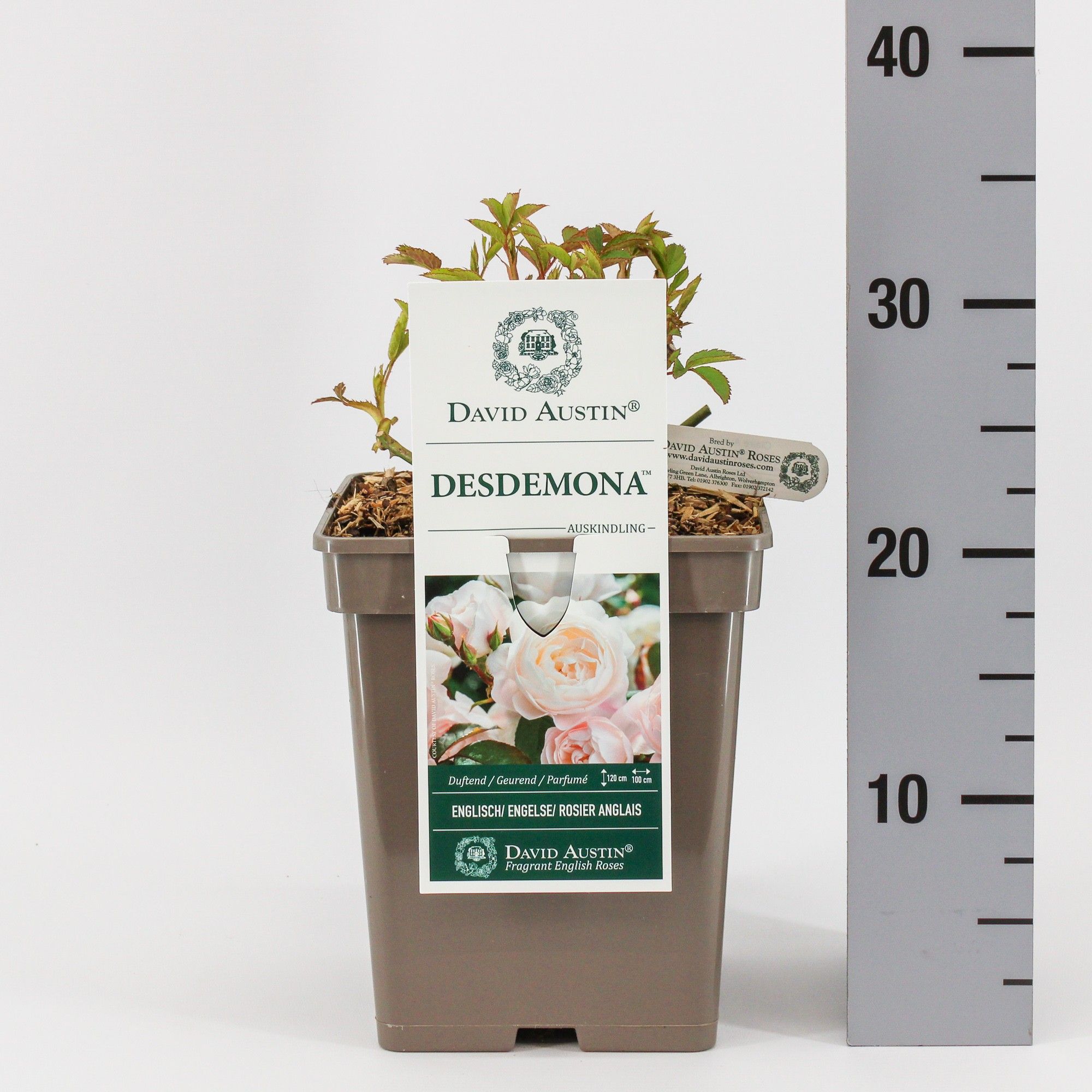 Rosa (Aus) Desdemona ®, C5, D 23