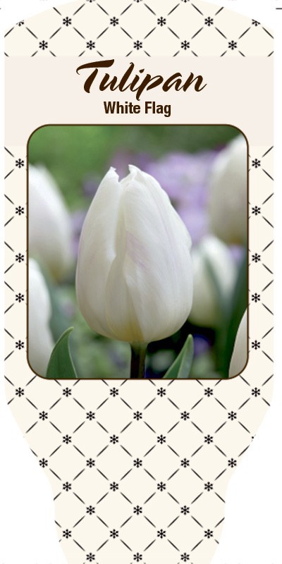 TULIPA FERGANICA 'White Flag', D 11
