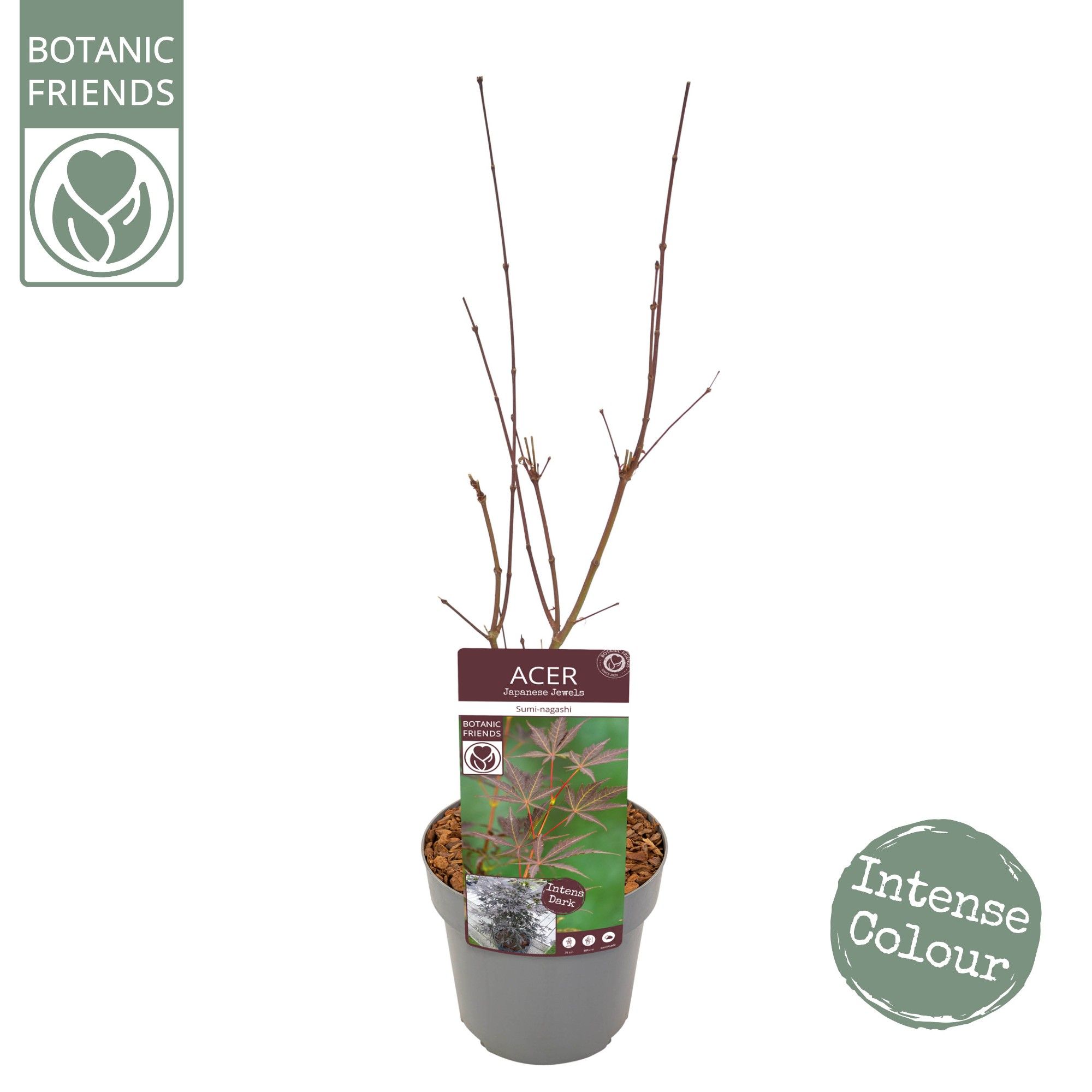 Acer palm. 'Sumi-nagashi', D 19