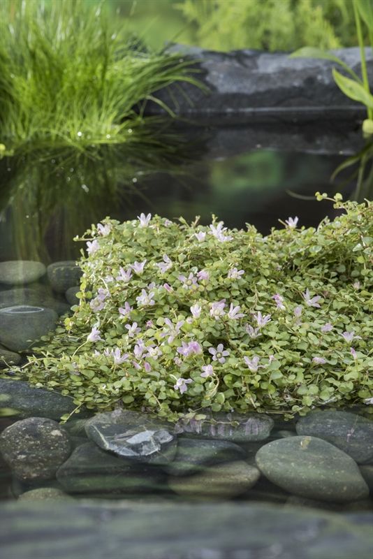 Anagallis tenella (11x11), D 11