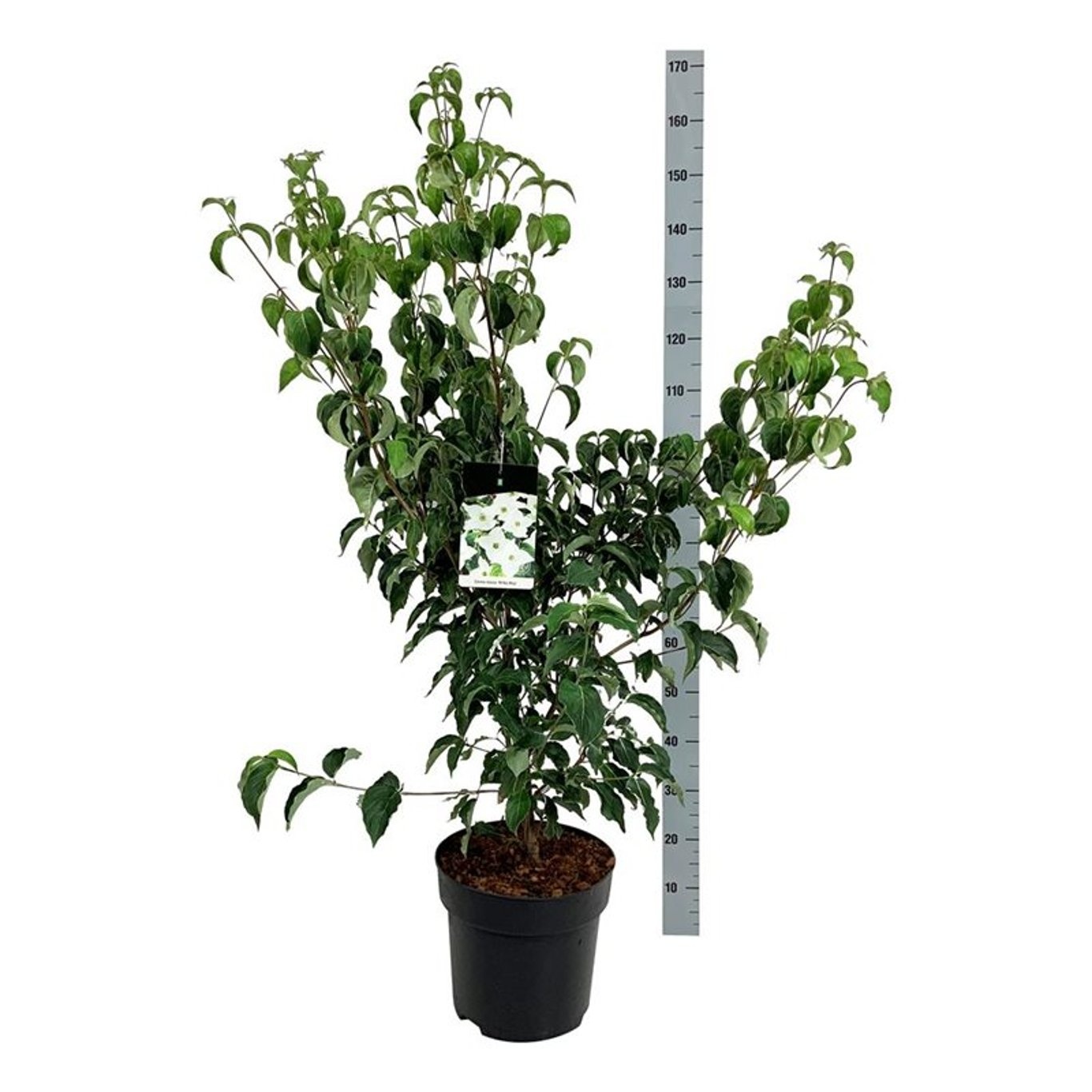 Cornus kousa 'Milky Way', D 32 cm